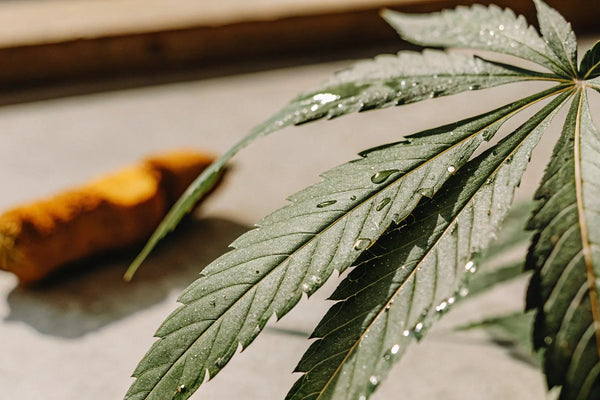 CBD & Curcumin: Nature's Anti-Inflammatory Power Couple
