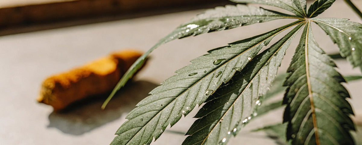 CBD & Curcumin: Nature's Anti-Inflammatory Power Couple