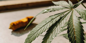CBD & Curcumin: Nature's Anti-Inflammatory Power Couple - Reclaim Labs