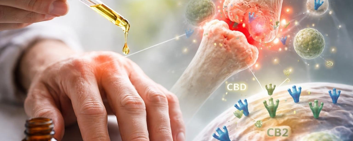 CBD for Arthritis Pain: Managing Inflammation in 2026