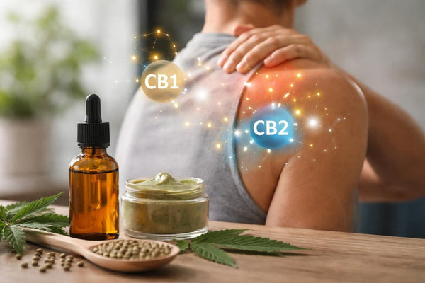 CBD for Muscle Pain: Science-Backed Relief in 2026