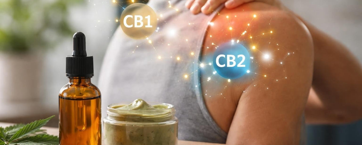 CBD for Muscle Pain: Science-Backed Relief in 2026