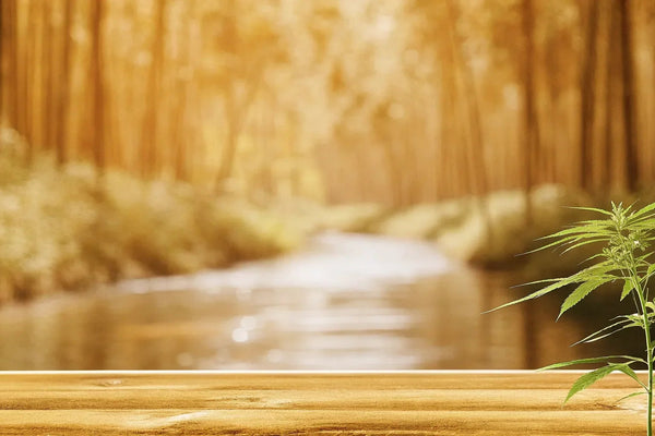 Does CBD Help with Inflammation from Injury? The Facts