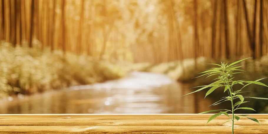 Does CBD Help with Inflammation from Injury? The Facts