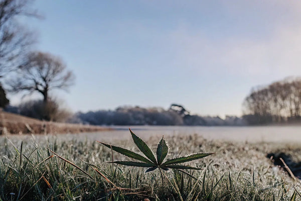 Does CBD Help with Nerve Pain? A Complete Guide