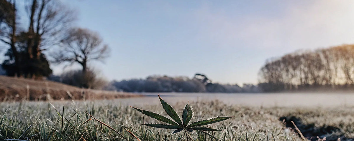 Does CBD Help with Nerve Pain? A Complete Guide