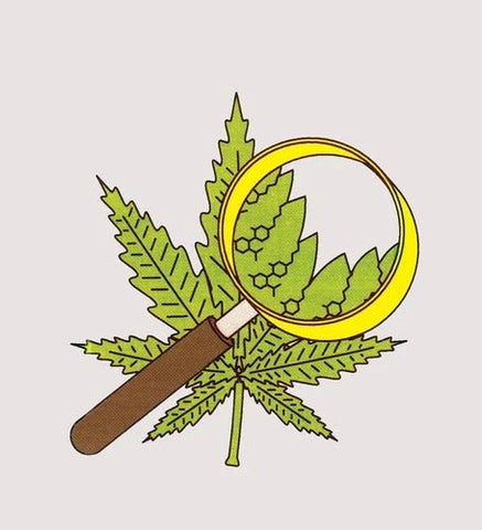 Hemp Oil vs. CBD Oil: Key Differences, Benefits, and Uses
