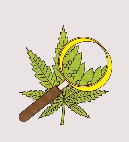 Hemp Oil vs. CBD Oil: Key Differences, Benefits, and Uses