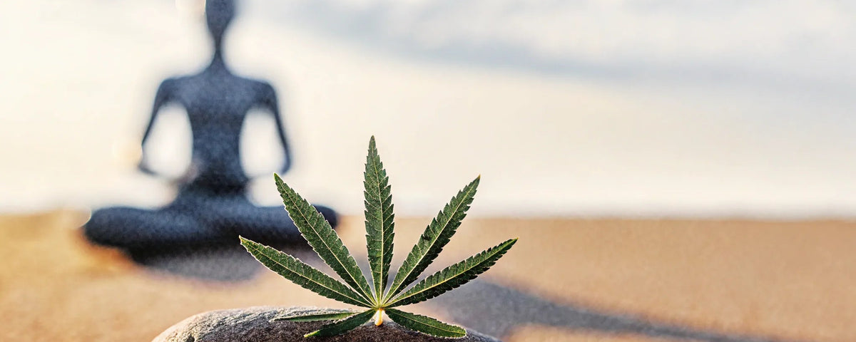 How CBD Works with Your Endocannabinoid System