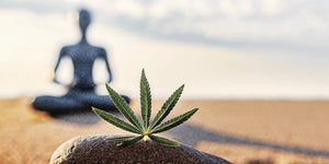 How CBD Works with Your Endocannabinoid System - Reclaim Labs