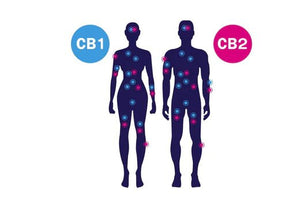 How does CBD work? What does CBD do? - Reclaim Labs