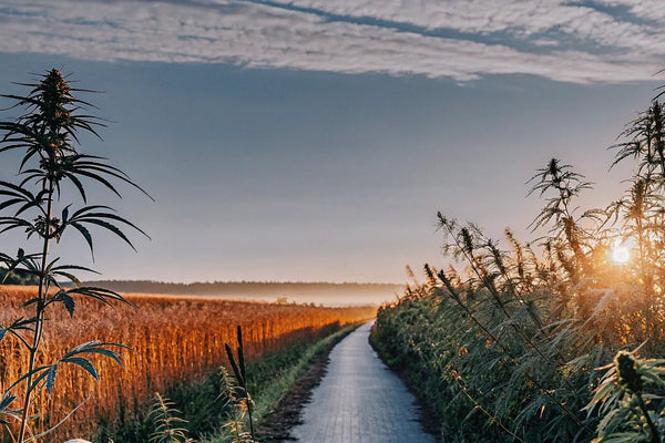 Is CBD Legal in All States? 2024 CBD Legality Guide