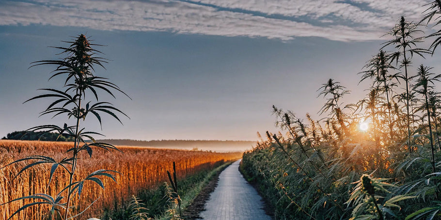 Is CBD Legal in All States? 2024 CBD Legality Guide