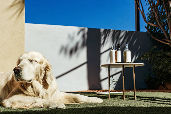 Is CBD Safe for Pets? Benefits, Risks & Vet Advice