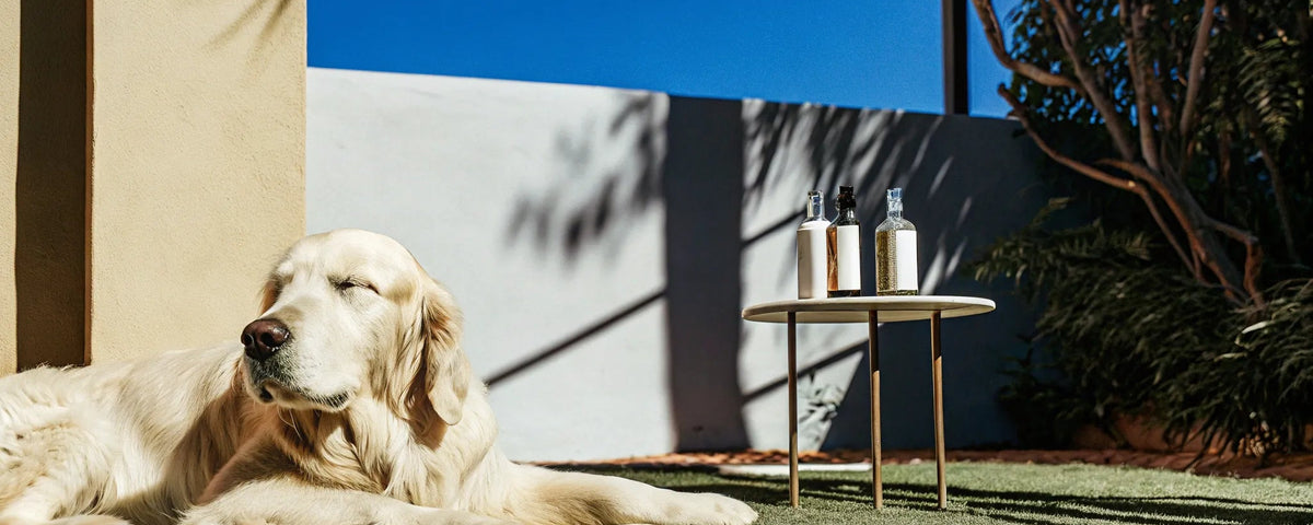 Is CBD Safe for Pets? Benefits, Risks & Vet Advice