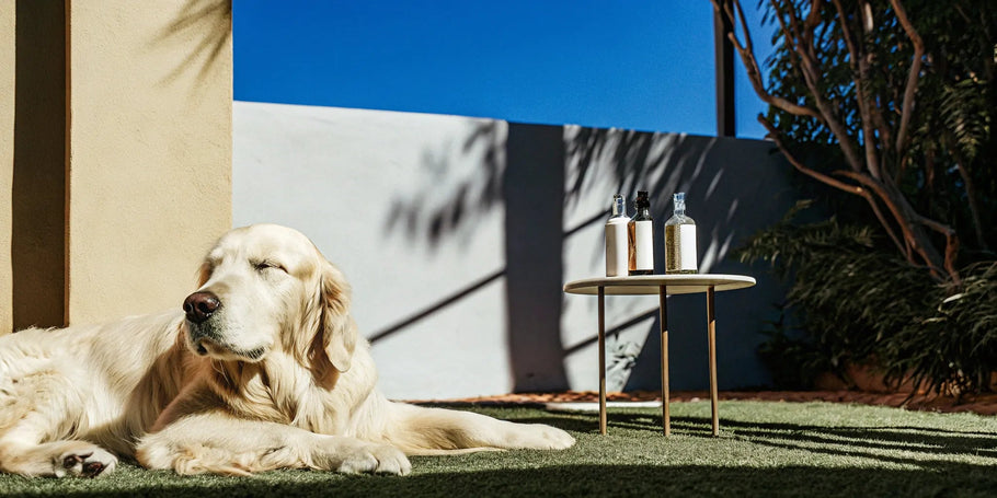 Is CBD Safe for Pets? Benefits, Risks & Vet Advice