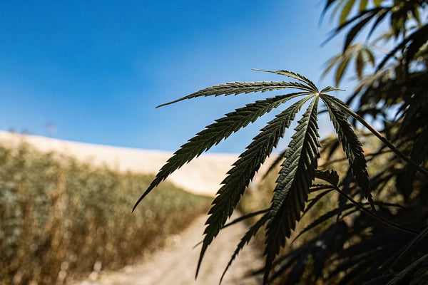 Long-Term Effects of CBD Use: Benefits vs. Risks