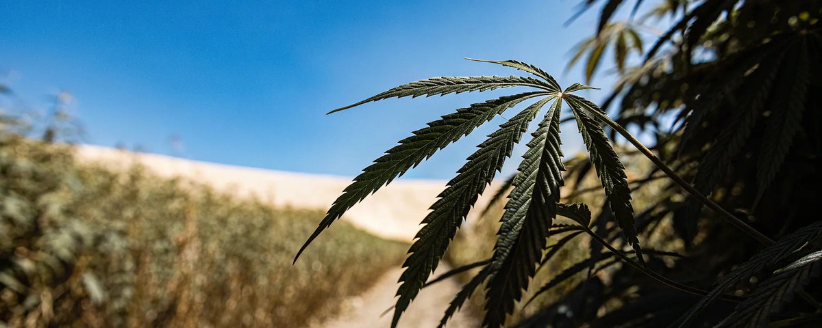 Long-Term Effects of CBD Use: Benefits vs. Risks