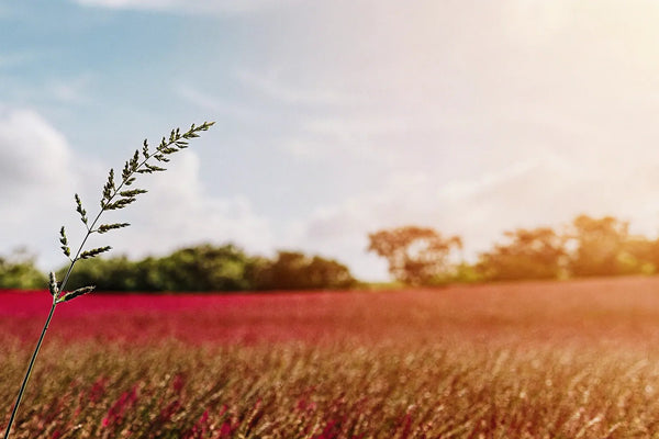 Natural Fibromyalgia Pain Relief: A Holistic Guide