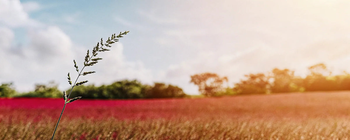 Natural Fibromyalgia Pain Relief: A Holistic Guide
