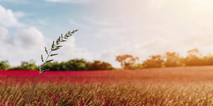 Natural Fibromyalgia Pain Relief: A Holistic Guide - Reclaim Labs
