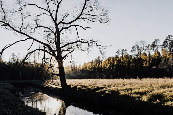 Natural Ways to Reduce Back Stiffness: A Complete Guide
