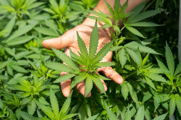 Relieve Rheumatoid Arthritis Pain with Nano CBD Roll-on Stick