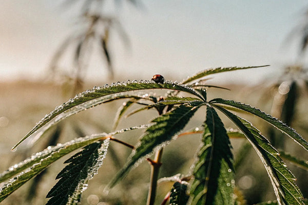 What is CBG & How Does It Work?