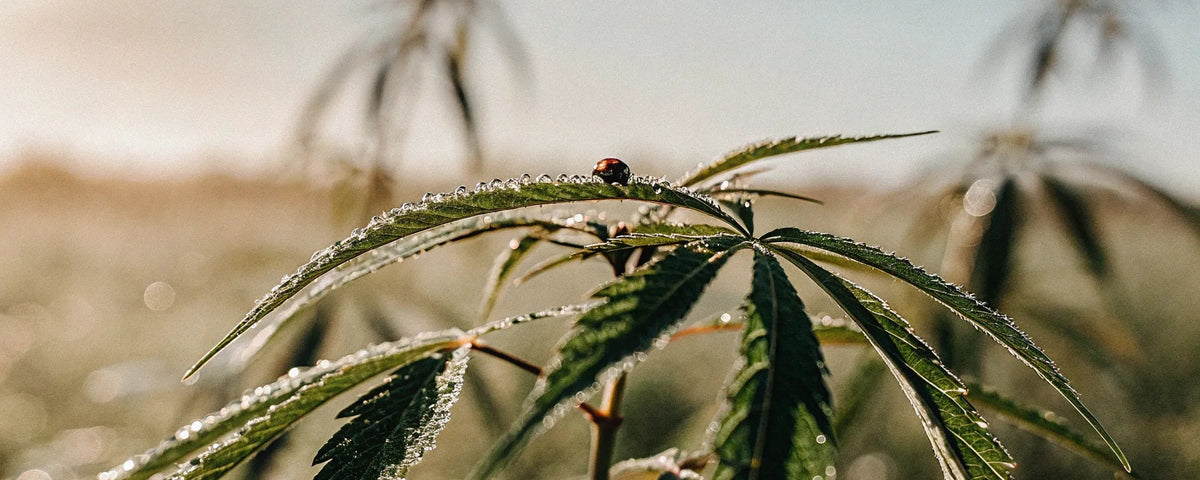 What is CBG & How Does It Work?