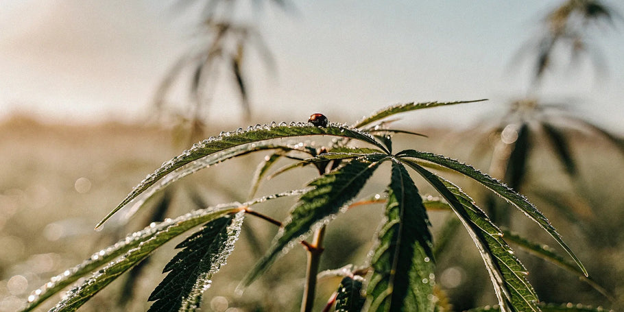 What is CBG & How Does It Work?