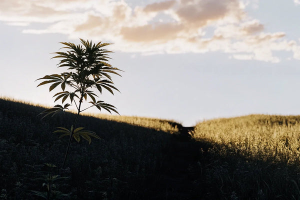 What is the Entourage Effect? Understanding CBD Synergy