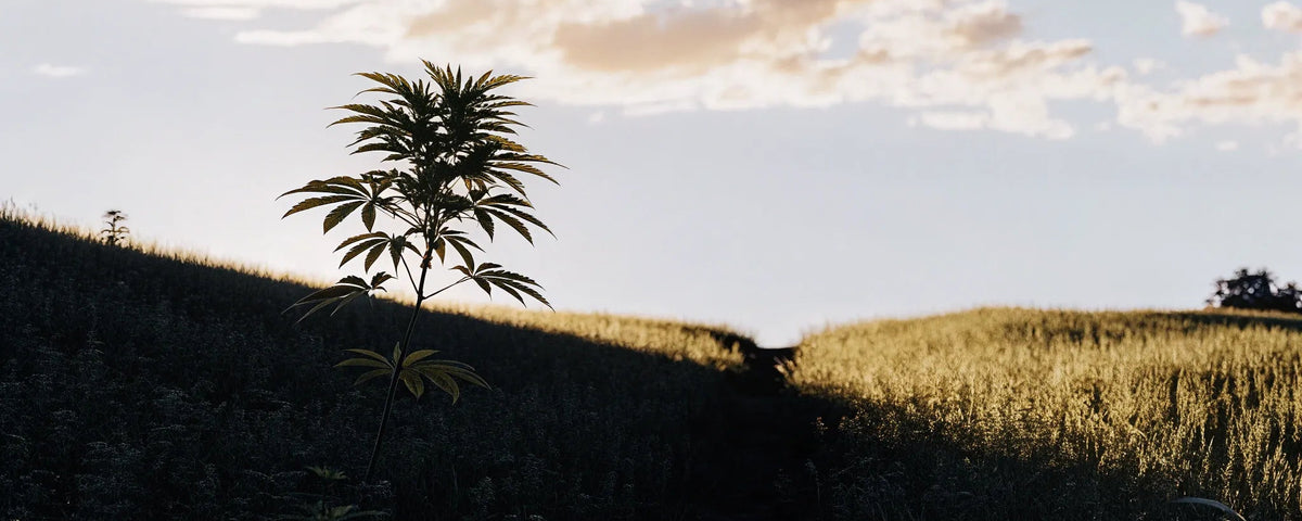 What is the Entourage Effect? Understanding CBD Synergy