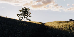 What is the Entourage Effect? Understanding CBD Synergy - Reclaim Labs