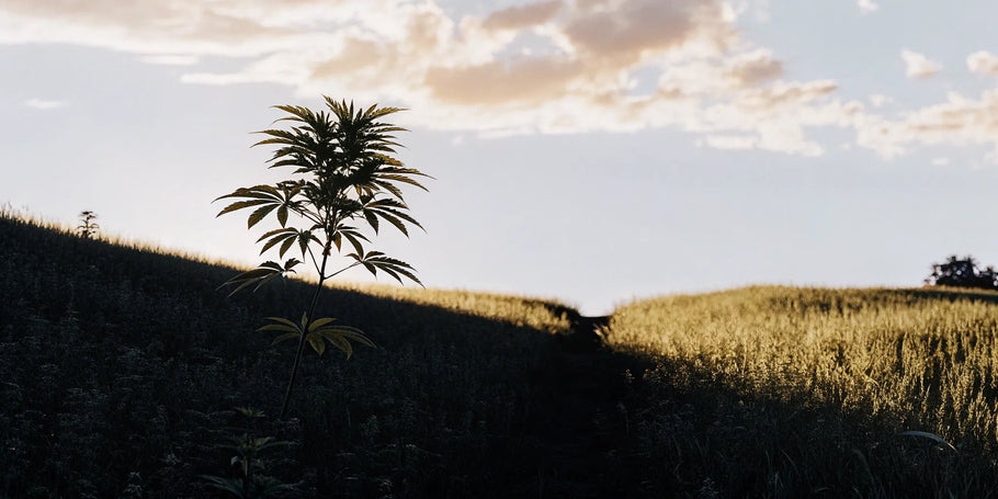 What is the Entourage Effect? Understanding CBD Synergy